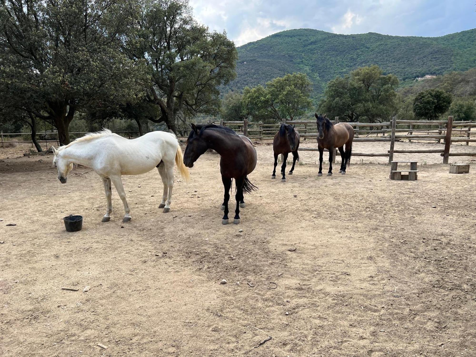 Can Maimes Agullana Εξωτερικό φωτογραφία